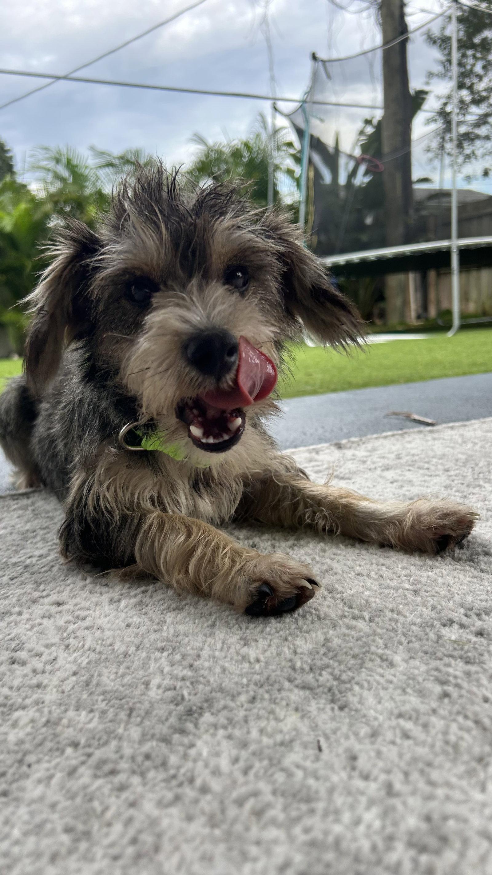 Enlarge Yandi, a Adoptable mixed breed in Valrico, FL image 2/3
