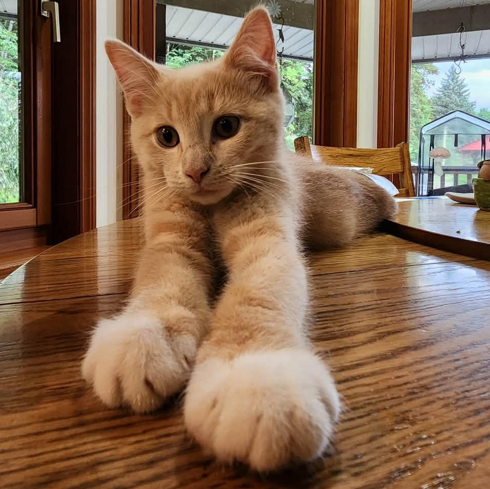 CRICKET, Adoptable, Kitten Male Domestic Short Hair.