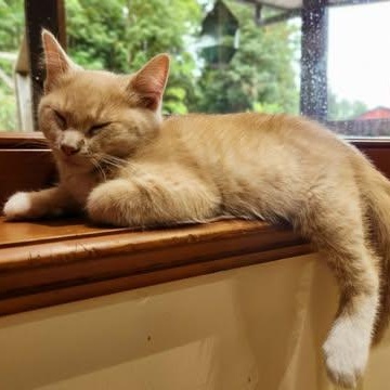 CRICKET, a Adoptable Domestic Short Hair in Campbell River, BC image 3/6