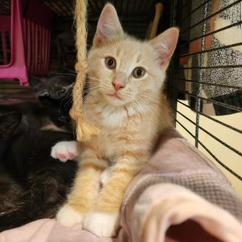 CRICKET, a Adoptable Domestic Short Hair in Campbell River, BC image 2/6