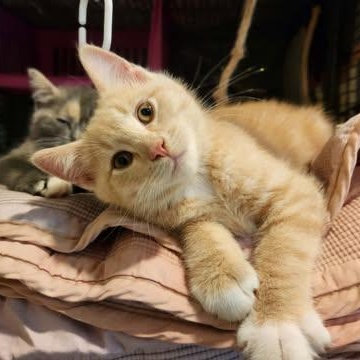CRICKET, a Adoptable Domestic Short Hair in Campbell River, BC image 4/6