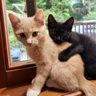 CRICKET, a Adoptable Domestic Short Hair in Campbell River, BC image 5/6