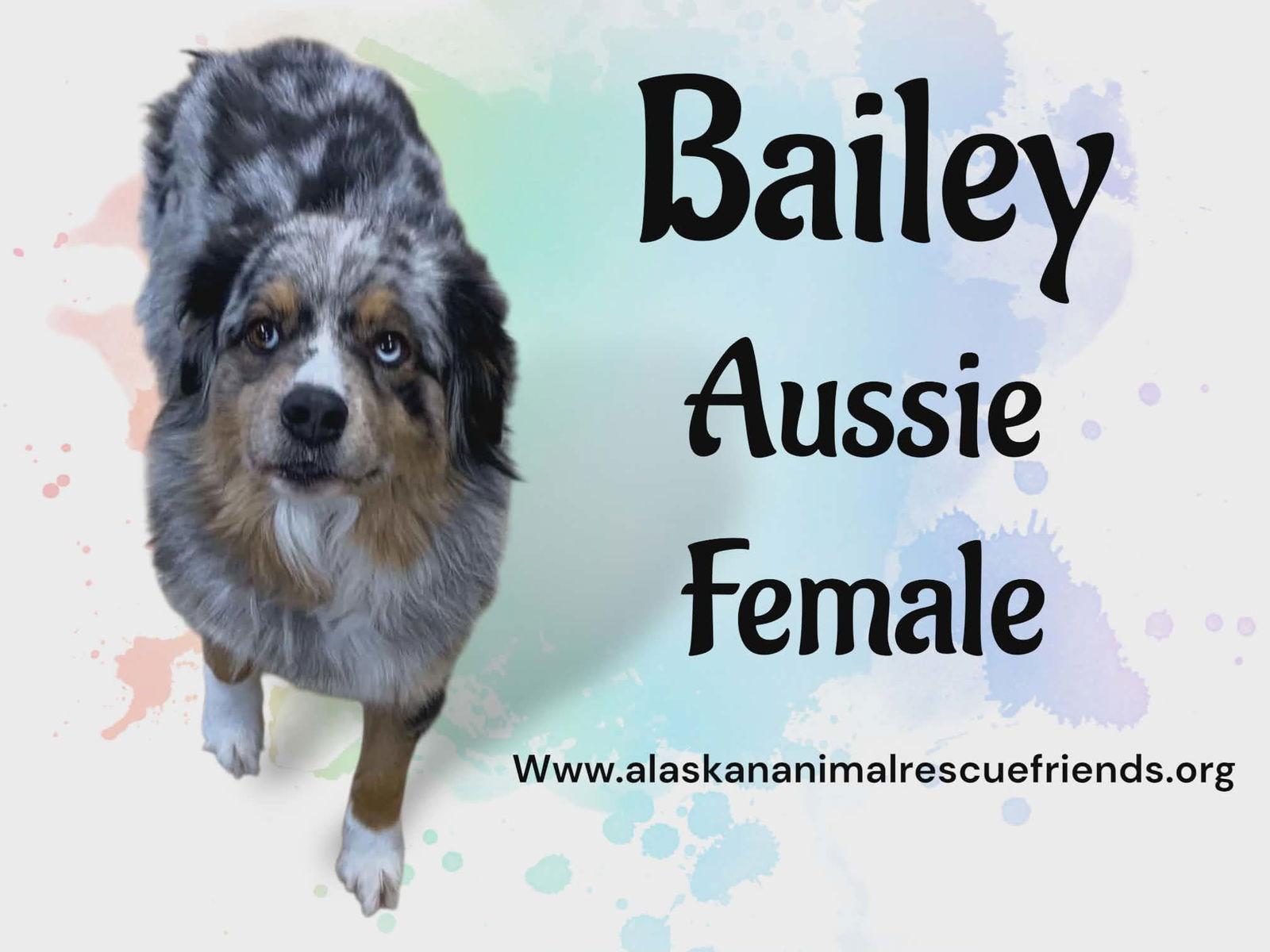 Bailey, Adoptable, Adult Female Australian Shepherd.