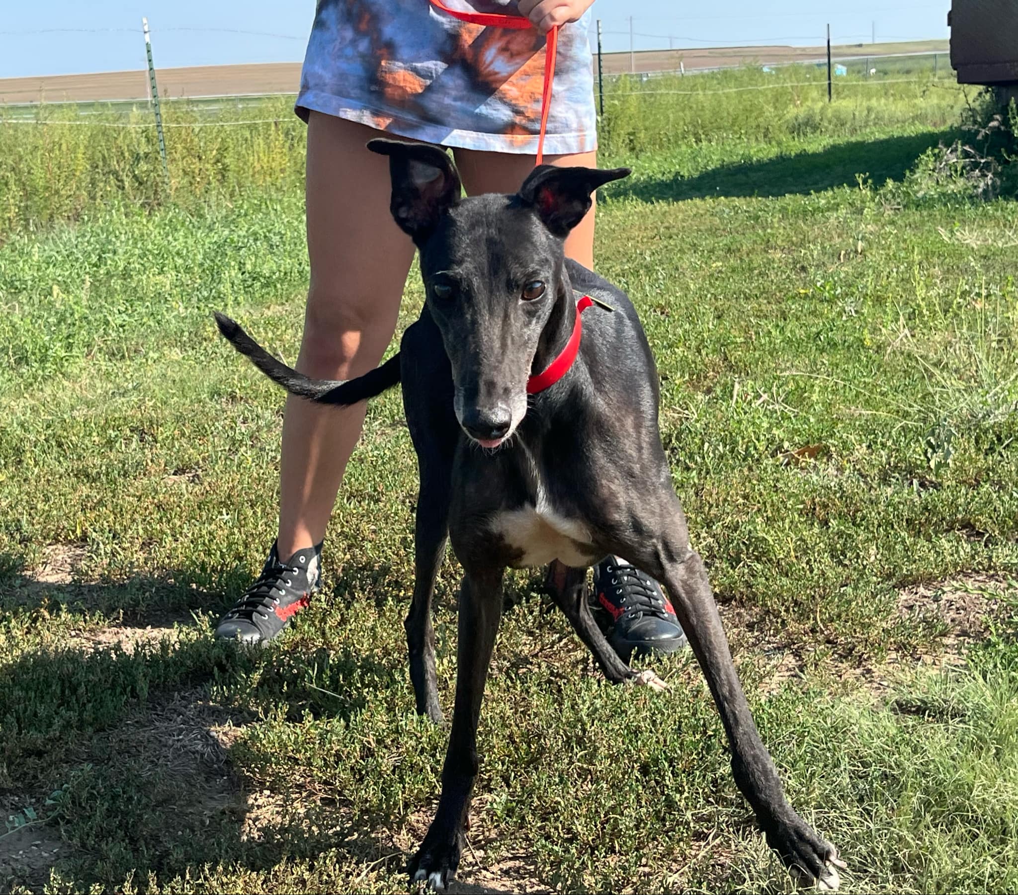 Dog for adoption Aaliyah, a Greyhound in Belleville, MI Petfinder