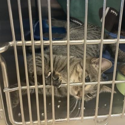 Enlarge Prairie, a Adoptable Domestic Short Hair in Attleboro, MA image 2/3