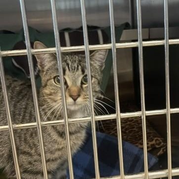 Prairie, Adoptable, Young Female Domestic Short Hair.