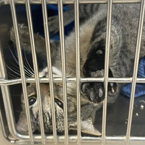 Enlarge Prairie, a Adoptable Domestic Short Hair in Attleboro, MA image 3/3