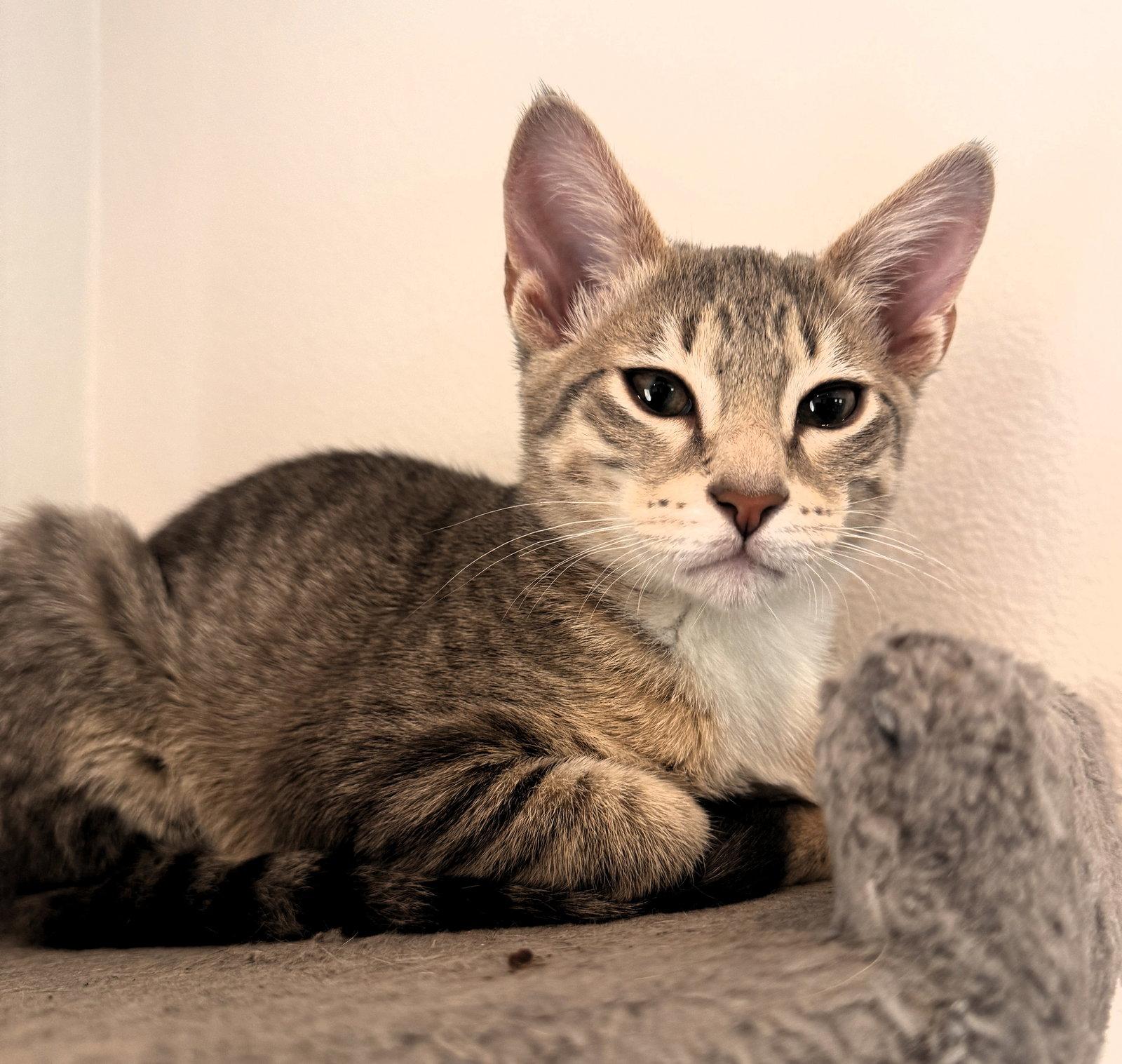 Hamilton, a Adopted mixed breed in Lighthouse Point, FL image 1/3