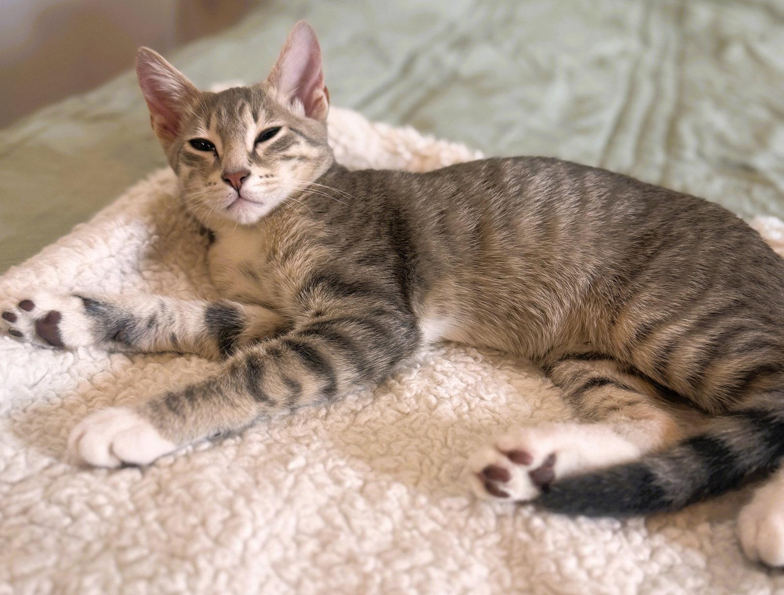 Hamilton, a Adopted mixed breed in Lighthouse Point, FL image 2/3