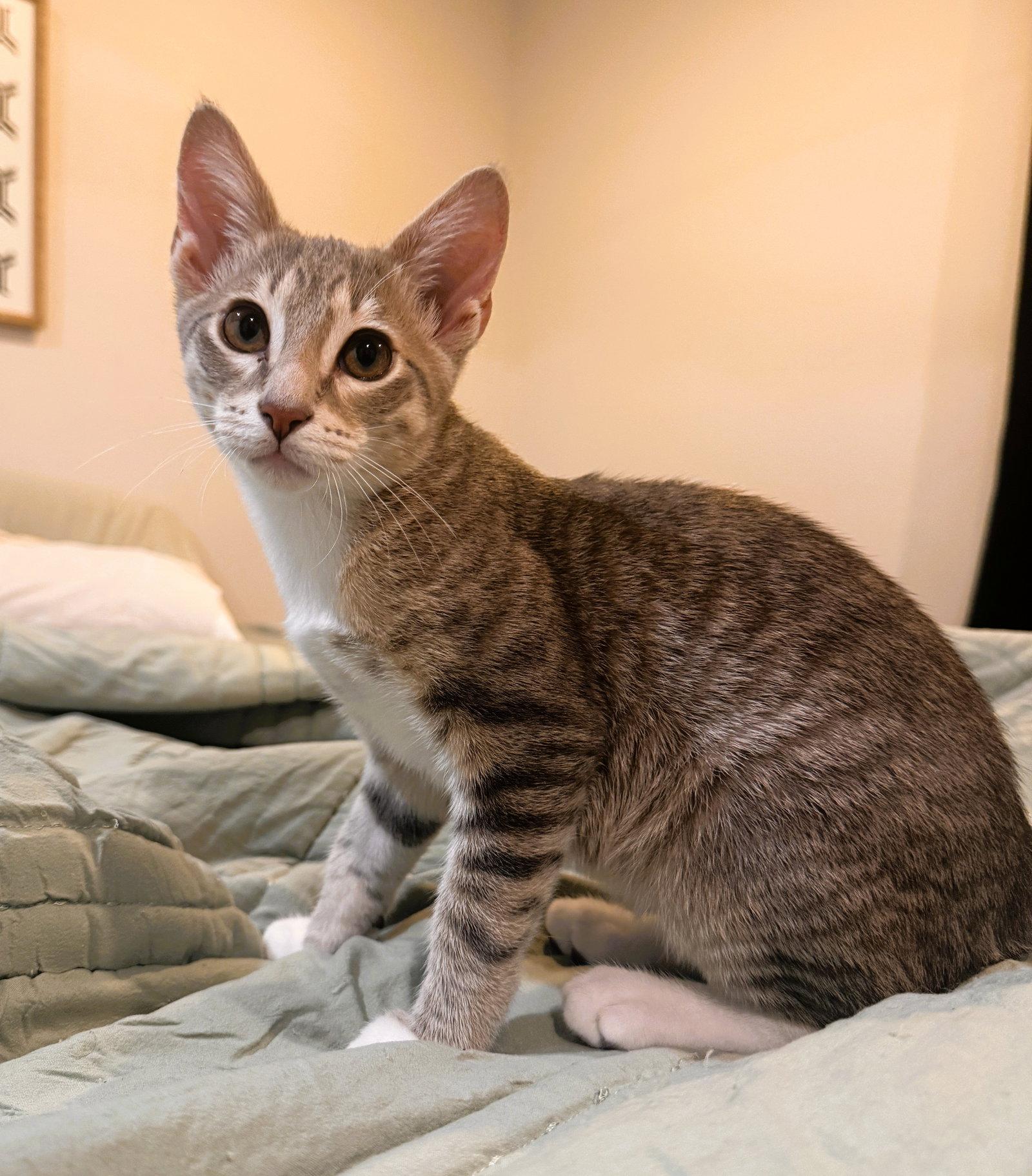 Hamilton, a Adopted mixed breed in Lighthouse Point, FL image 3/3