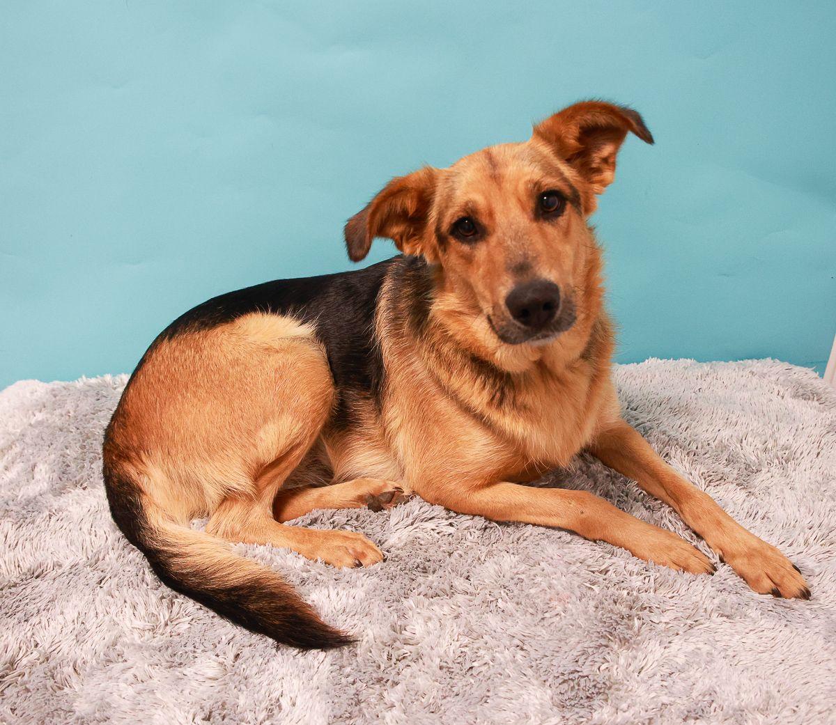 Rosie, Adoptable, Young Female German Shepherd Dog & Retriever.