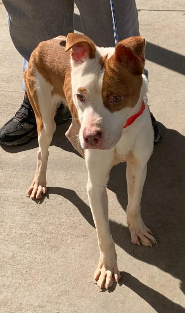 Briscoe, a Adoptable mixed breed in Albany, GA image 1/4