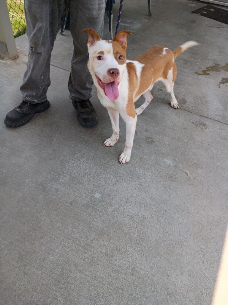 Enlarge Briscoe, a Adoptable mixed breed in Albany, GA image 2/6