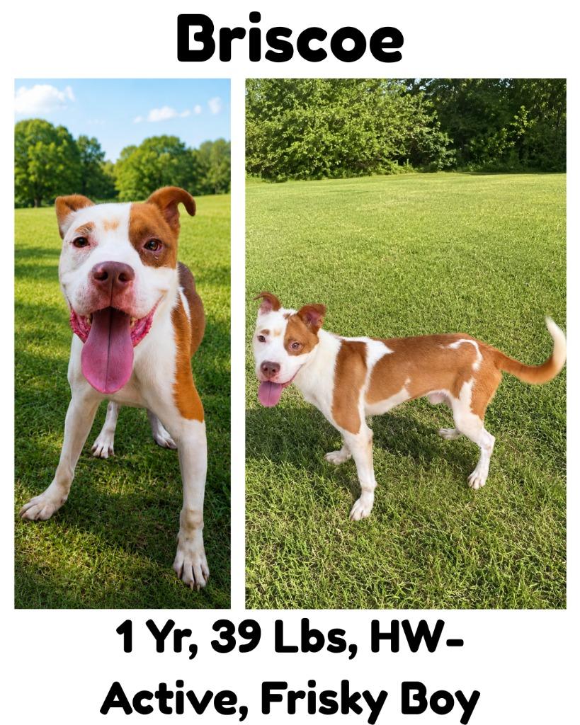 Enlarge Briscoe, a Adoptable mixed breed in Albany, GA image 3/6