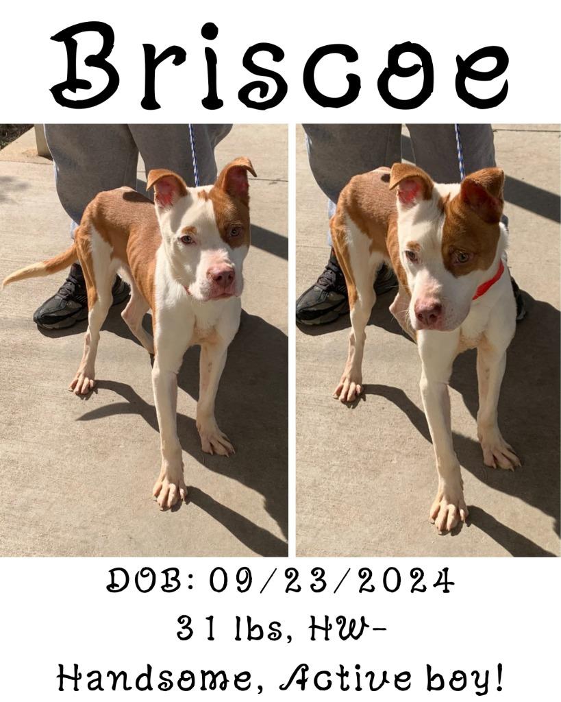 Briscoe, a Adoptable mixed breed in Albany, GA image 4/4
