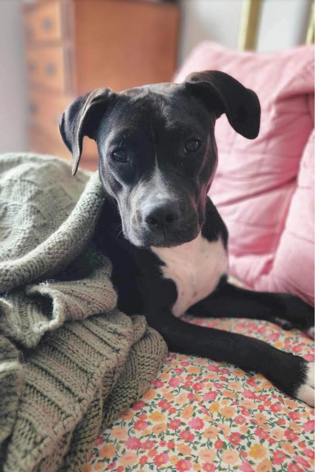 Dog for adoption Presley, a Pit Bull Terrier Mix in Bel Air, MD Petfinder Dog for adoption Presley, a Pit Bull Terrier Mix in Bel Air, MD Petfinder