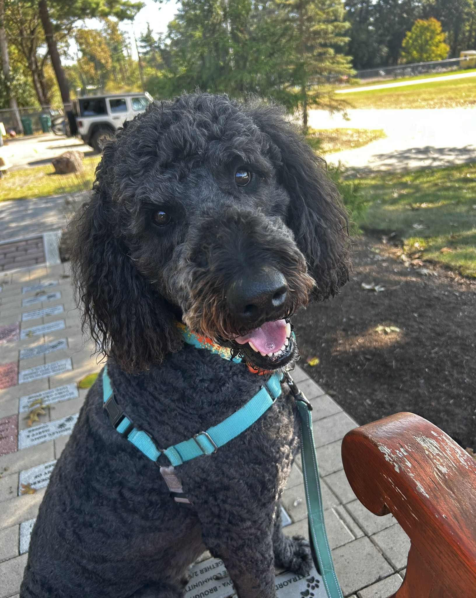 Enlarge Loki, a Adoptable mixed breed in Attleboro, MA image 1/6