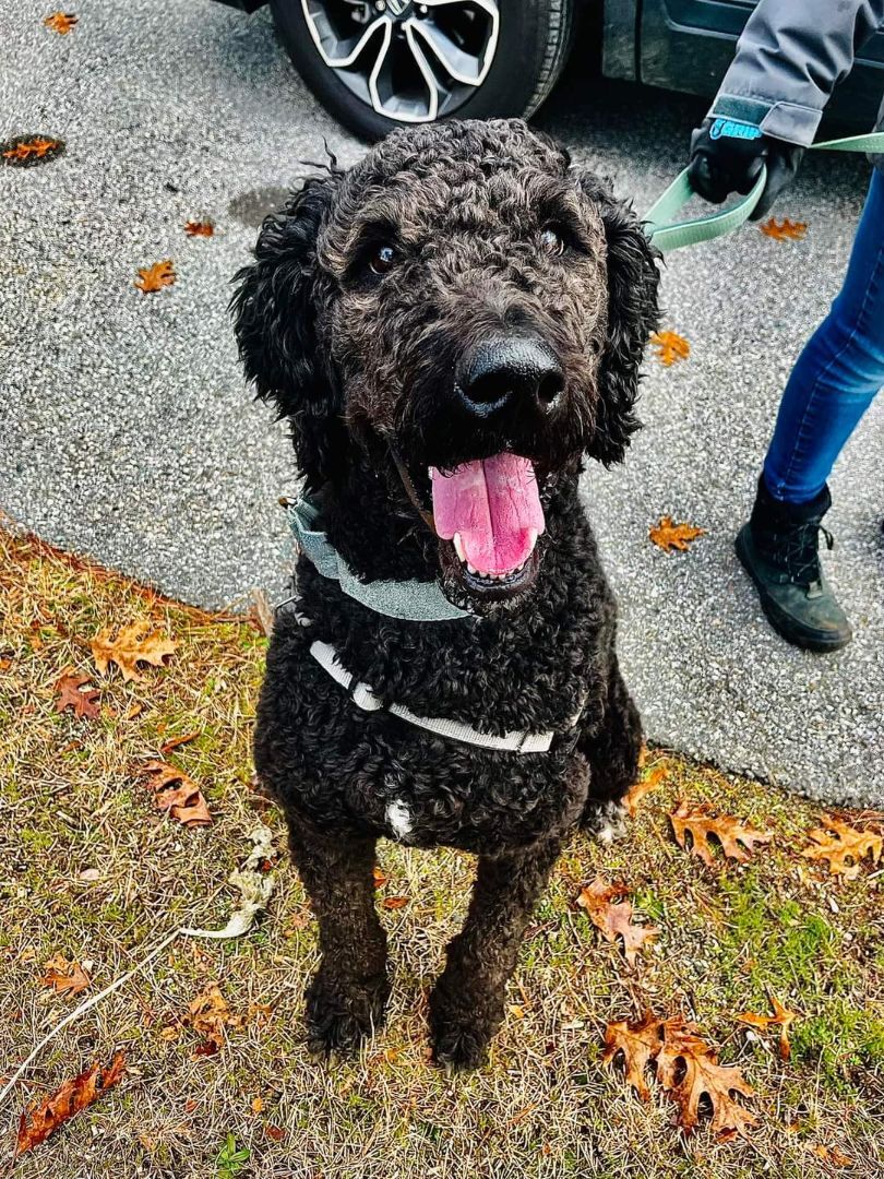 Loki