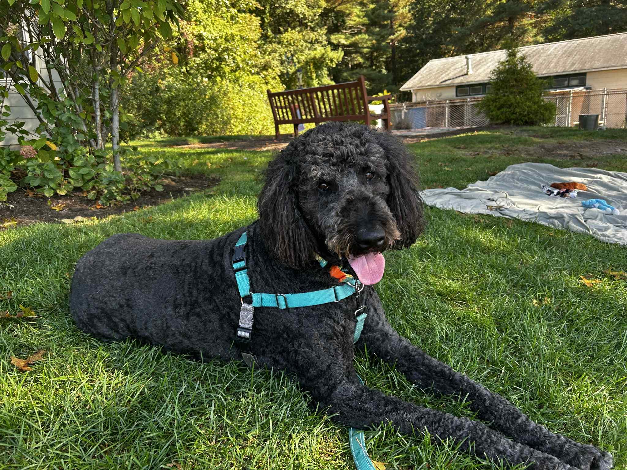 Enlarge Loki, a Adoptable mixed breed in Attleboro, MA image 2/6
