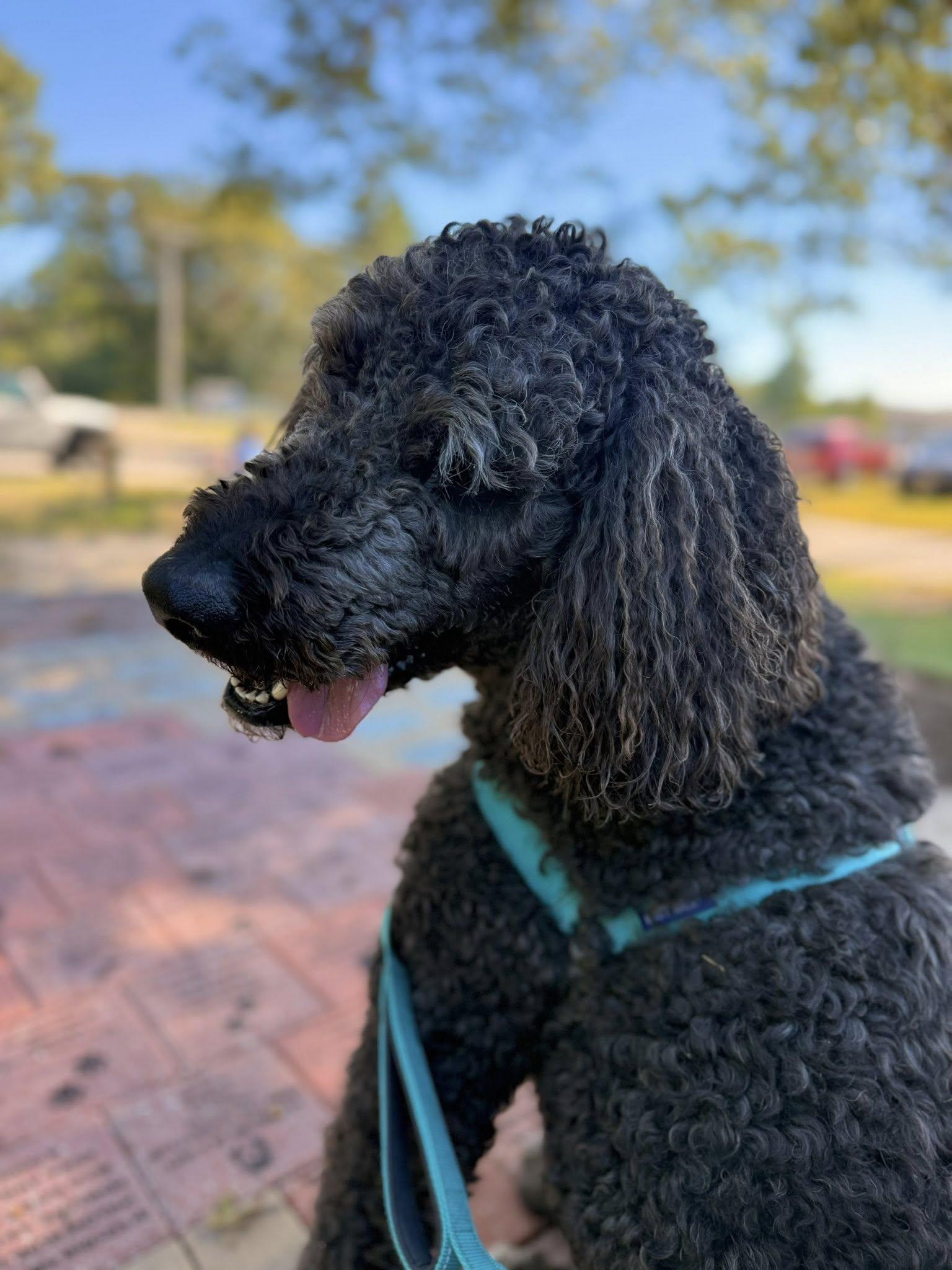Loki, an adoptable Standard Poodle, Rottweiler in Attleboro, MA, 02703 | Photo Image 6