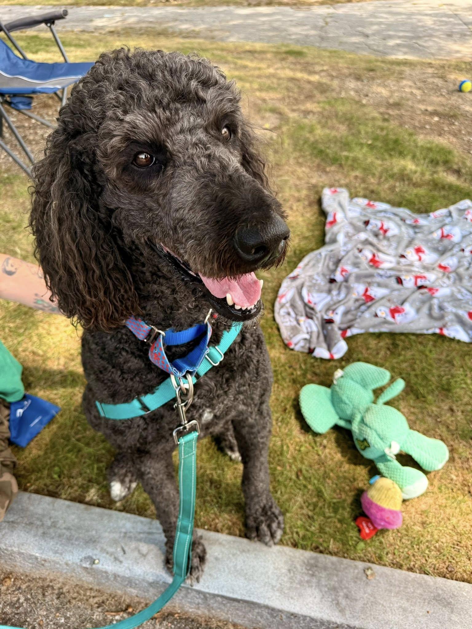 Loki, an adoptable Standard Poodle, Rottweiler in Attleboro, MA, 02703 | Photo Image 1
