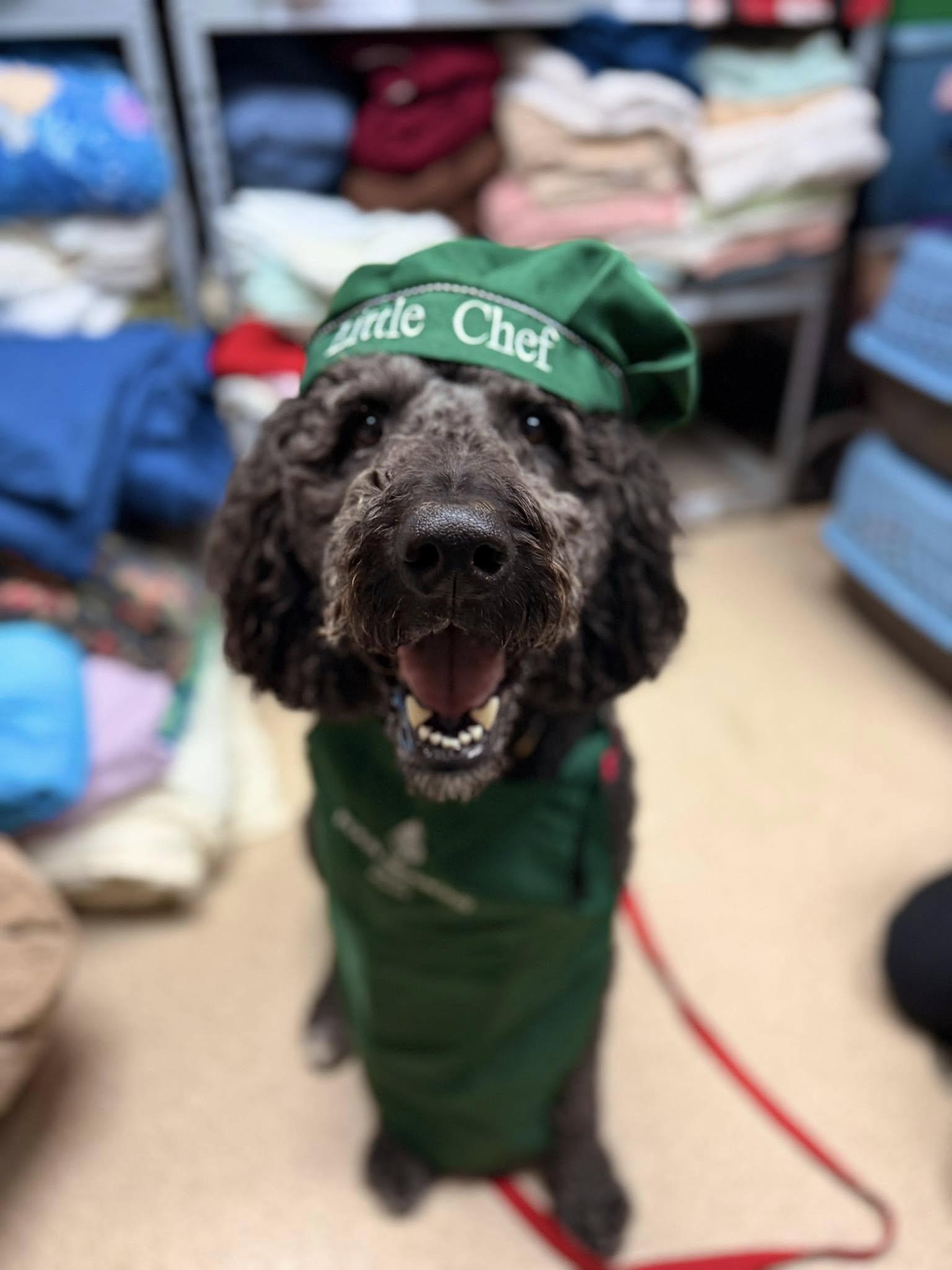 Loki, an adoptable Standard Poodle, Rottweiler in Attleboro, MA, 02703 | Photo Image 5
