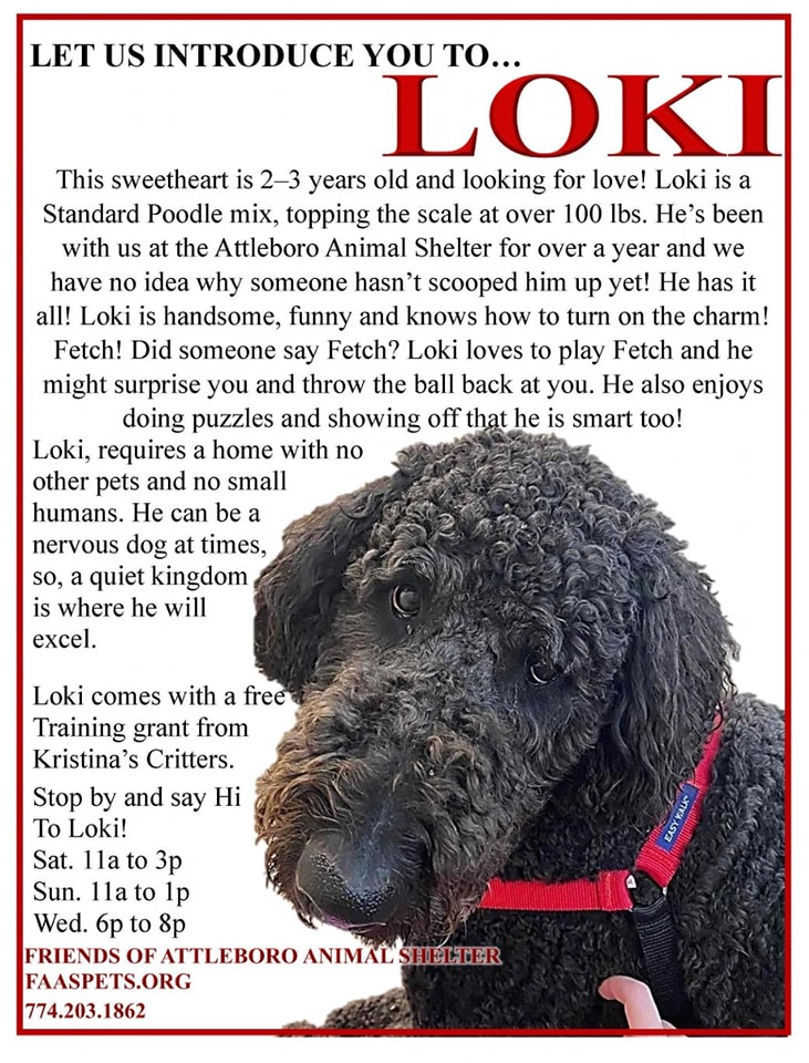 Enlarge Loki, a Adoptable mixed breed in Attleboro, MA image 6/6