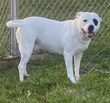 Enlarge Dozer, a ADOPTABLE mixed breed in Glasgow, KY image 1/2