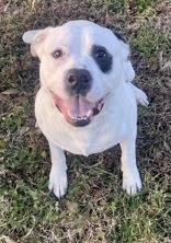 Enlarge Dozer, a ADOPTABLE mixed breed in Glasgow, KY image 2/2