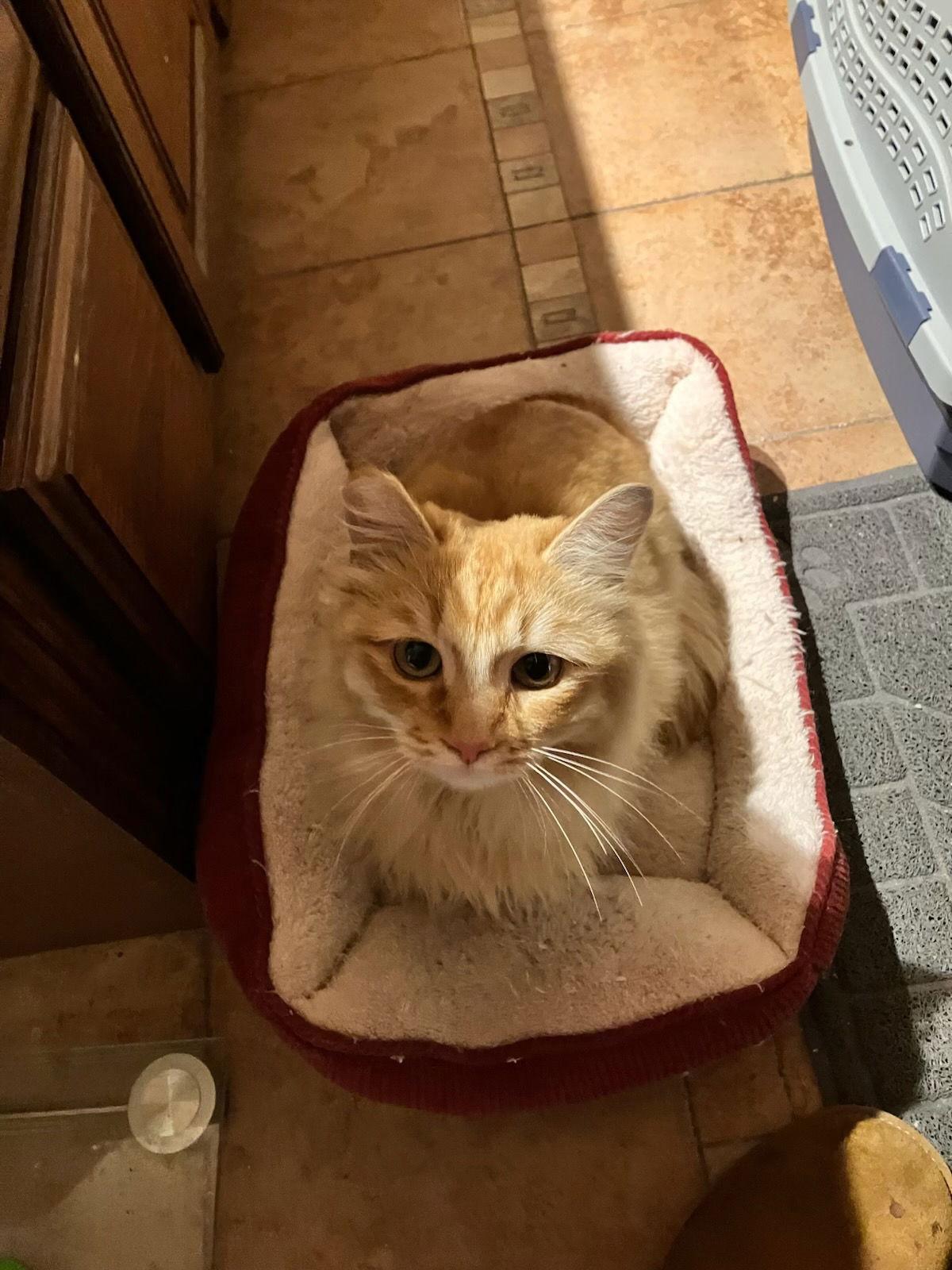 Enlarge Hailey, a Adopted Domestic Long Hair in Castro Valley, CA image 1/3