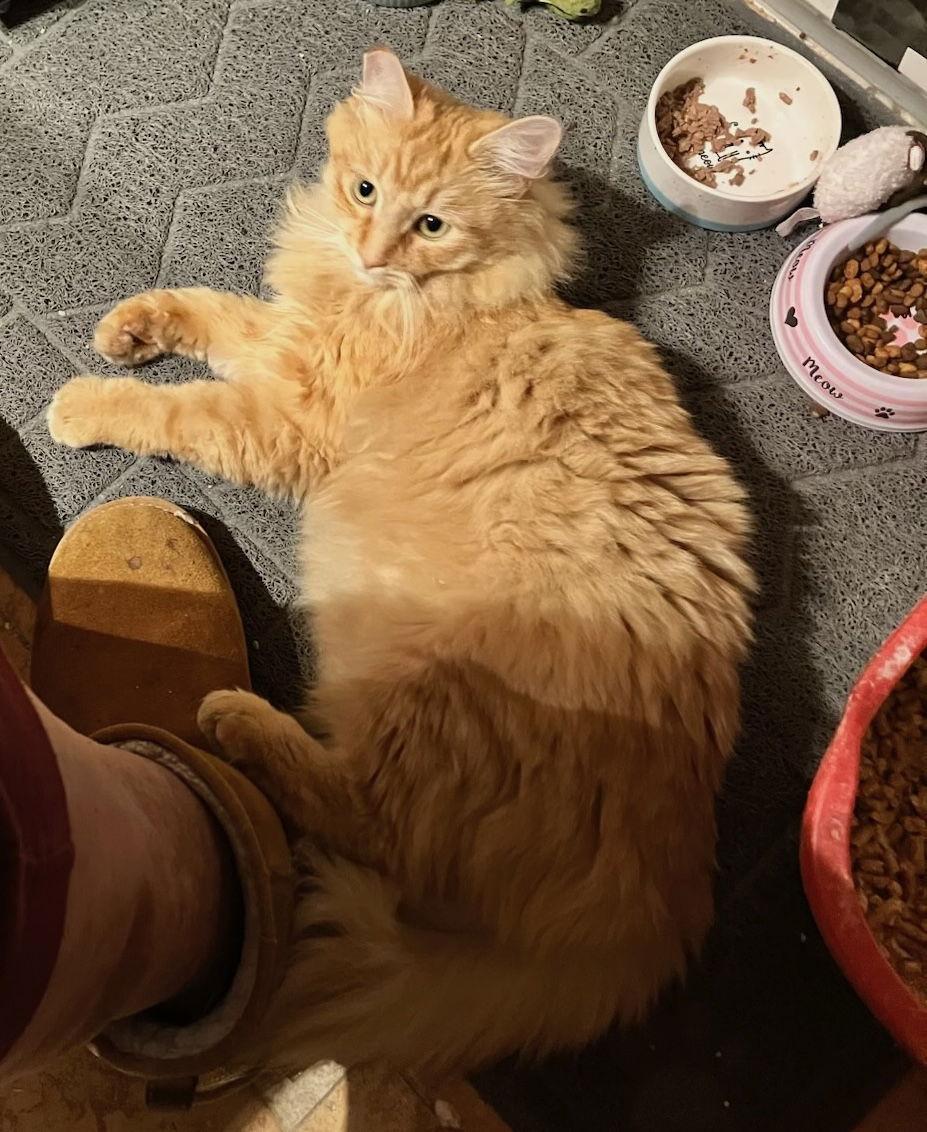 Enlarge Hailey, a Adopted Domestic Long Hair in Castro Valley, CA image 2/3