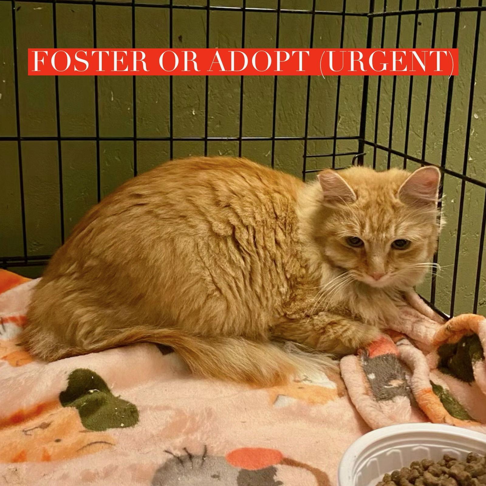 Enlarge Hailey, a Adopted Domestic Long Hair in Castro Valley, CA image 3/3