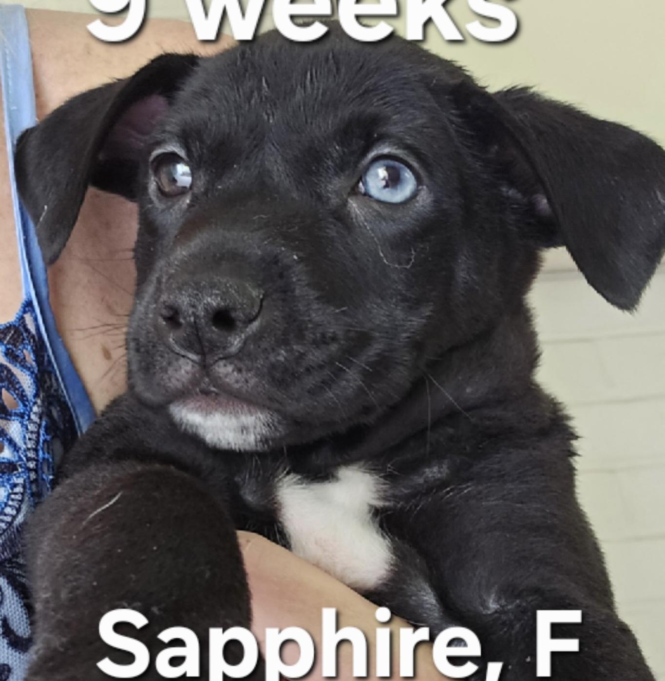 Sapphire, adoptable, Puppy Female Labrador Retriever.