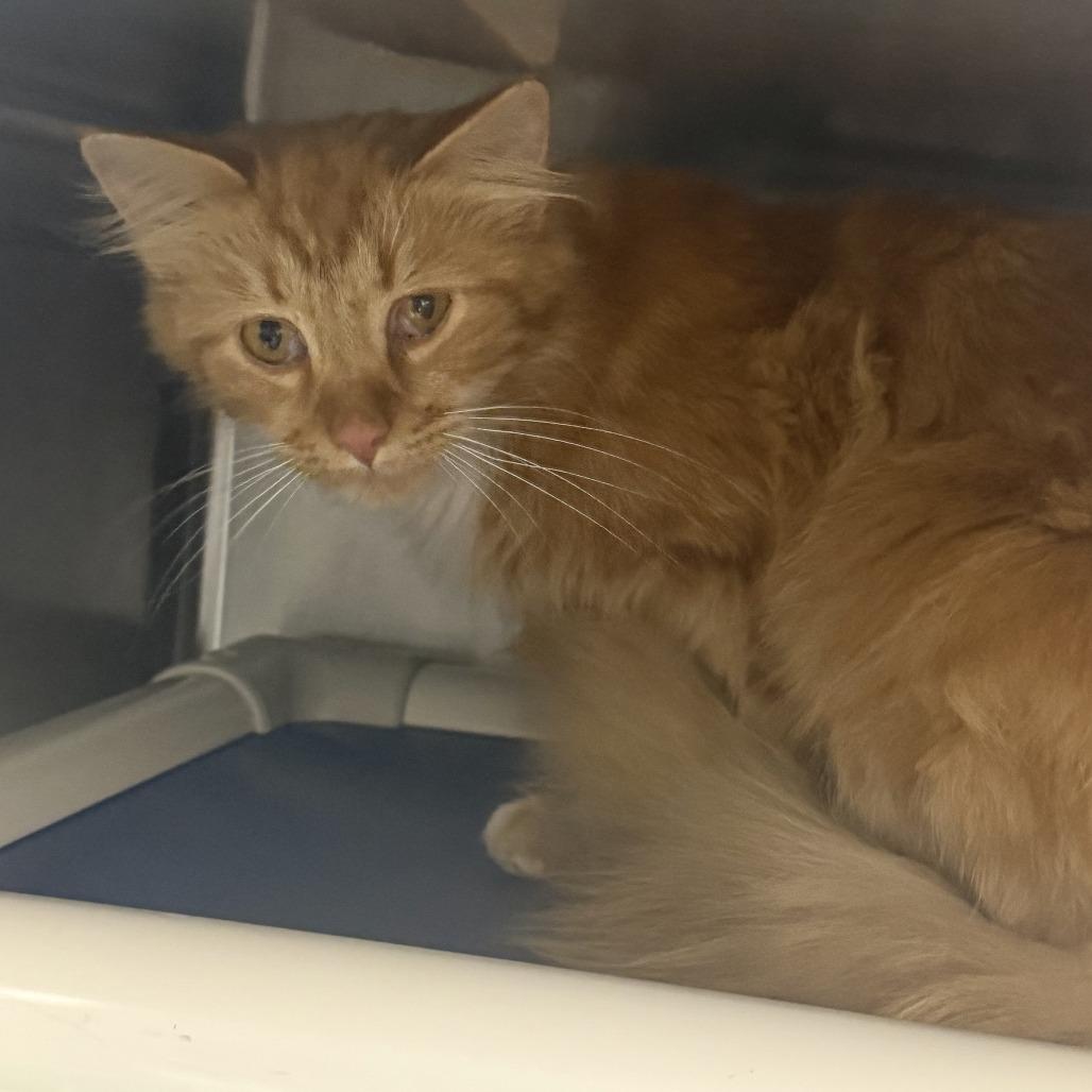 Fuego, Adoptable, Young Male Domestic Long Hair.