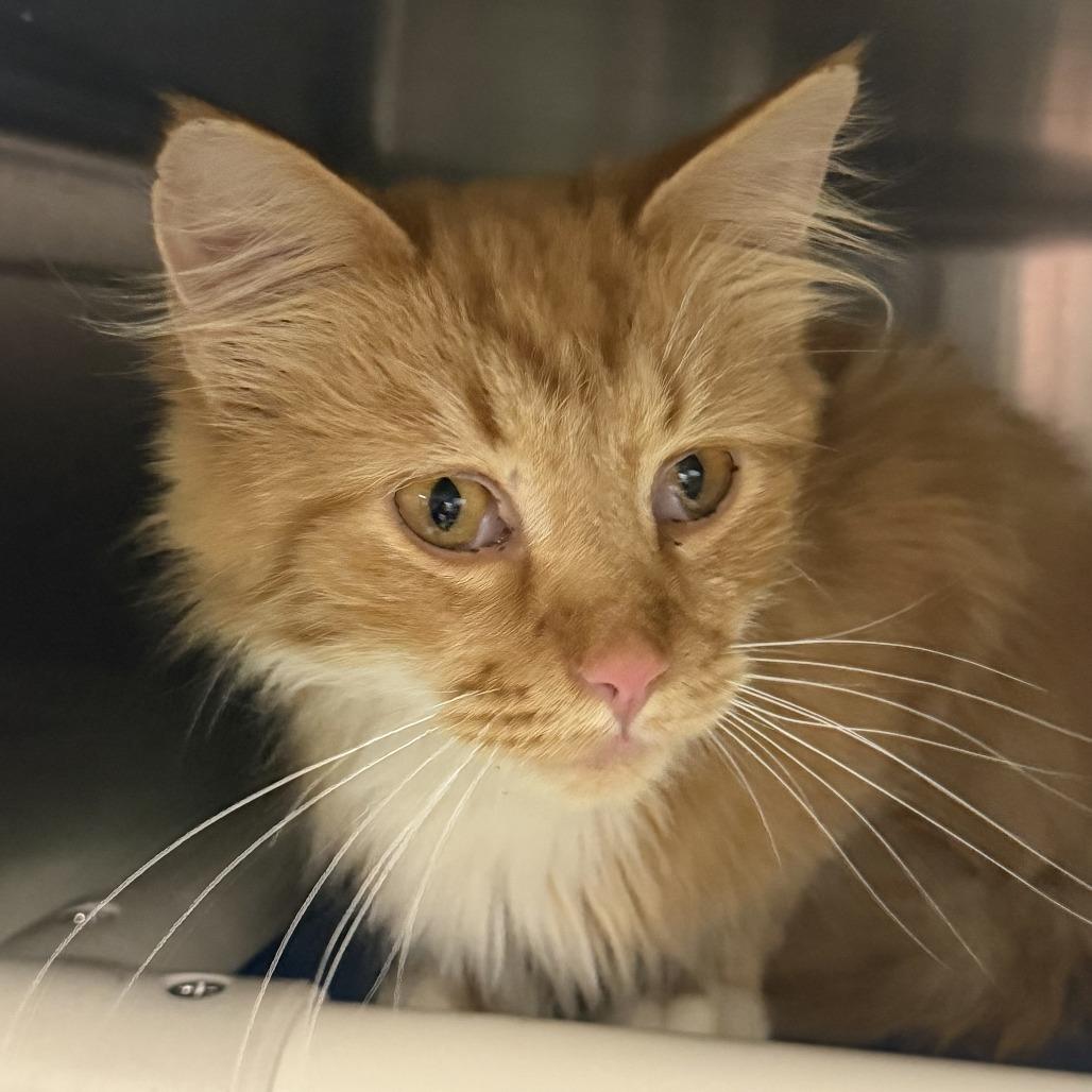Enlarge Fuego, a Adoptable Domestic Long Hair in Marion, VA image 2/2