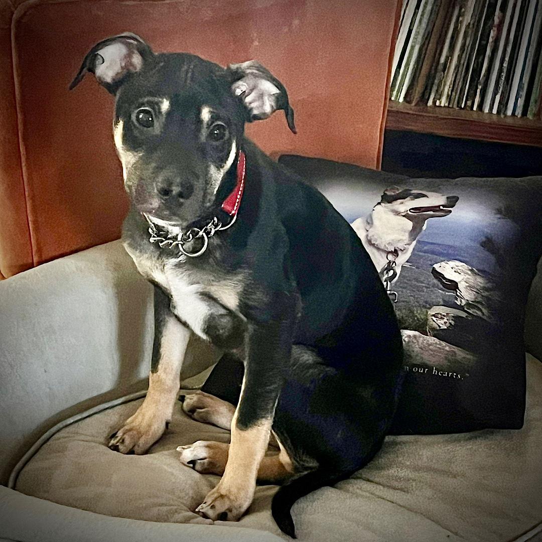 Boo Boo (GA), Adoptable, Puppy Male Rat Terrier.