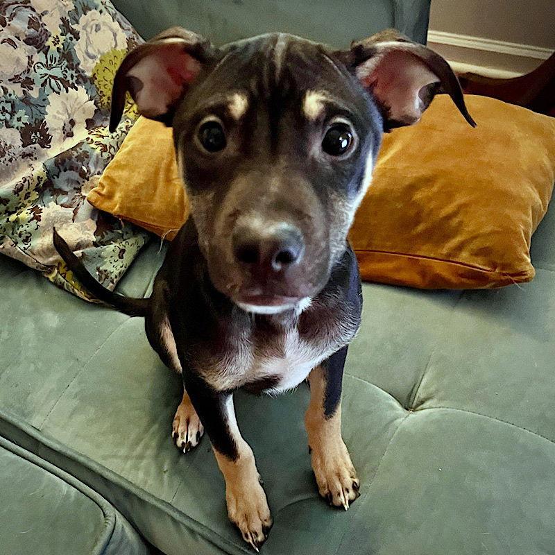 Enlarge Boo Boo (GA), a Adoptable Rat Terrier in Atlanta, GA image 2/3