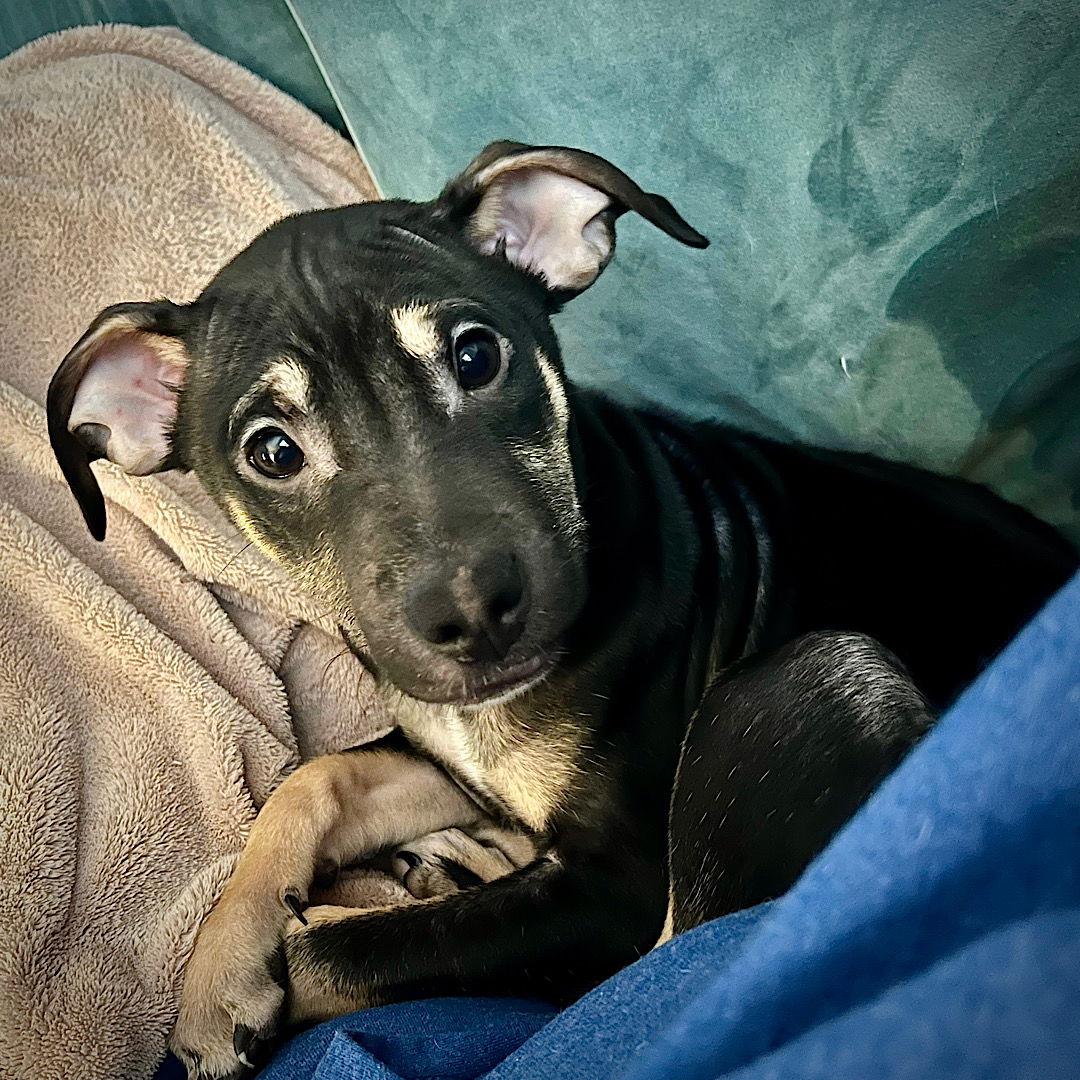 Enlarge Boo Boo (GA), a Adoptable Rat Terrier in Atlanta, GA image 3/3