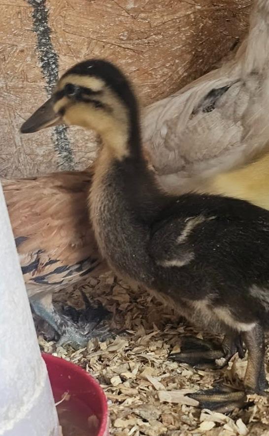 Shiloh, Adopted, Baby Female Duck.