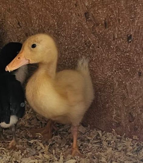 Shiloh, a Adopted Duck in Eagle Mountain, UT image 2/3