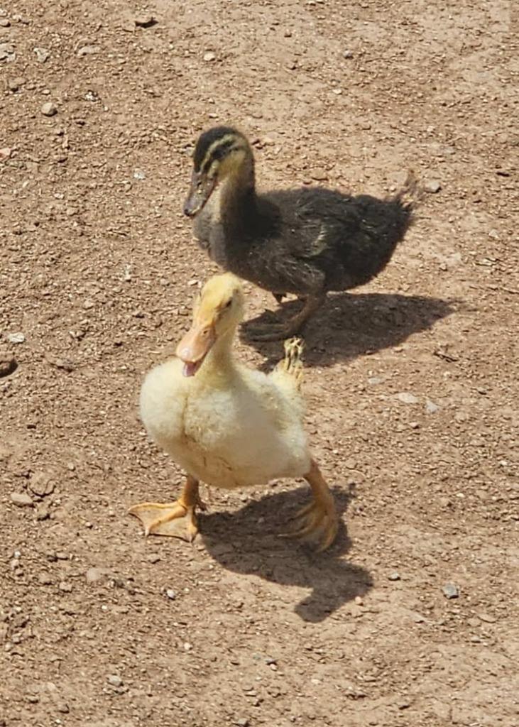 Shiloh, a Adopted Duck in Eagle Mountain, UT image 3/3