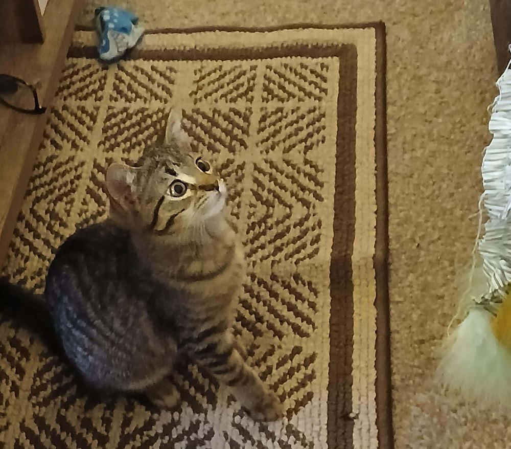 Enlarge Kali, a Adoptable mixed breed in WARNER ROBINS, GA image 1/5