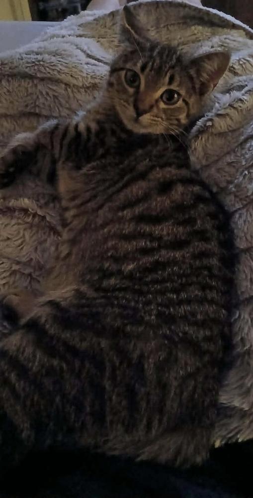 Kali, Adoptable, Kitten Female Domestic Short Hair.