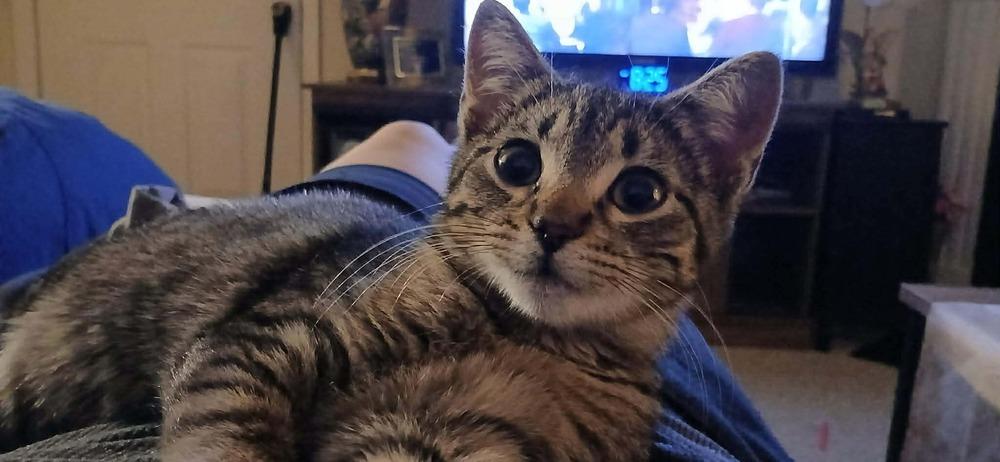 Enlarge Kali, a Adoptable mixed breed in WARNER ROBINS, GA image 4/5