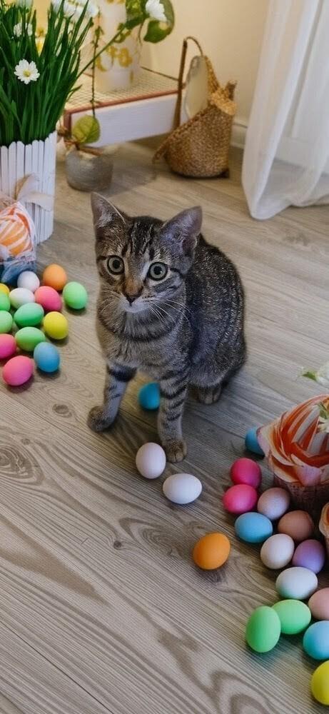 Enlarge Kali, a Adoptable mixed breed in WARNER ROBINS, GA image 4/5