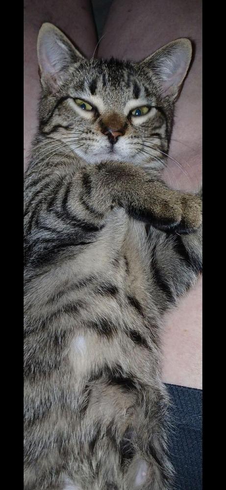 Enlarge Kali, a Adoptable mixed breed in WARNER ROBINS, GA image 5/5