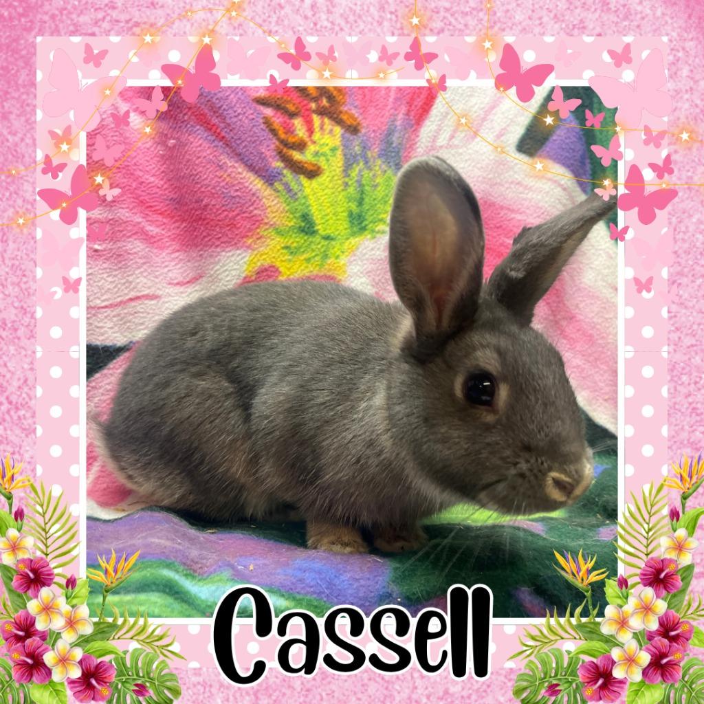 Cassell, Adoptable, Baby Female Bunny Rabbit.