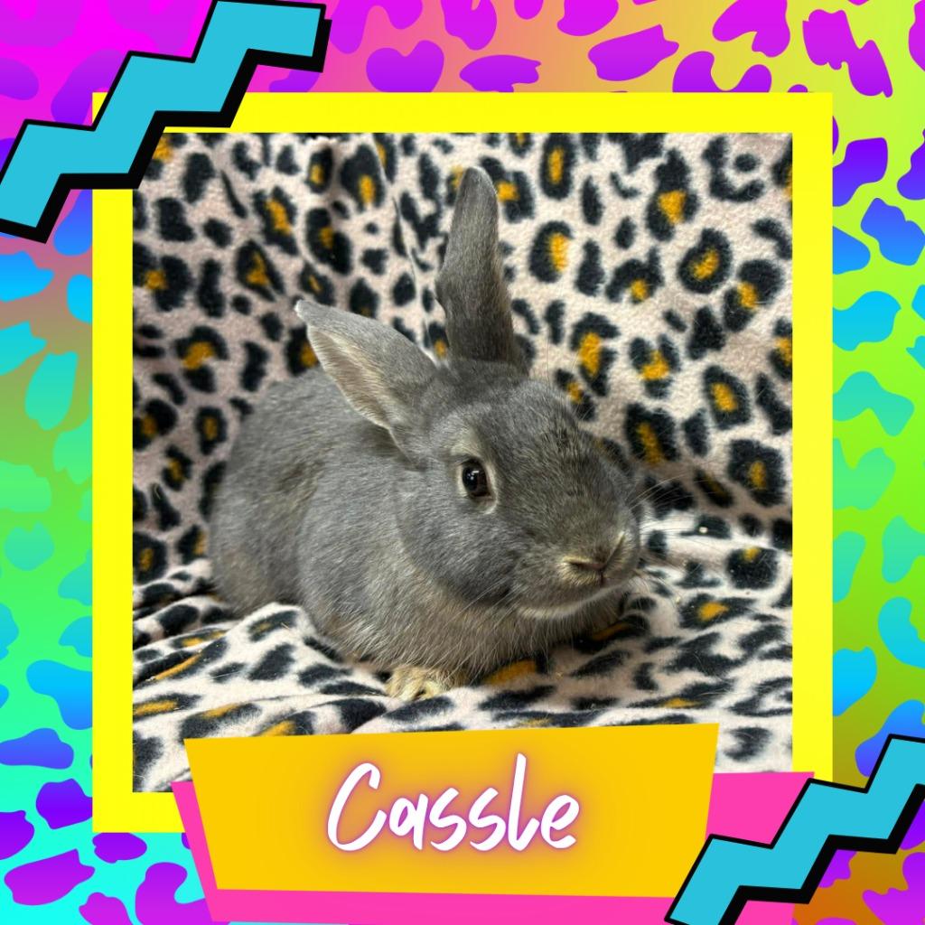 Enlarge Cassell, a Adoptable Bunny Rabbit in Elizabethtown, KY image 2/2
