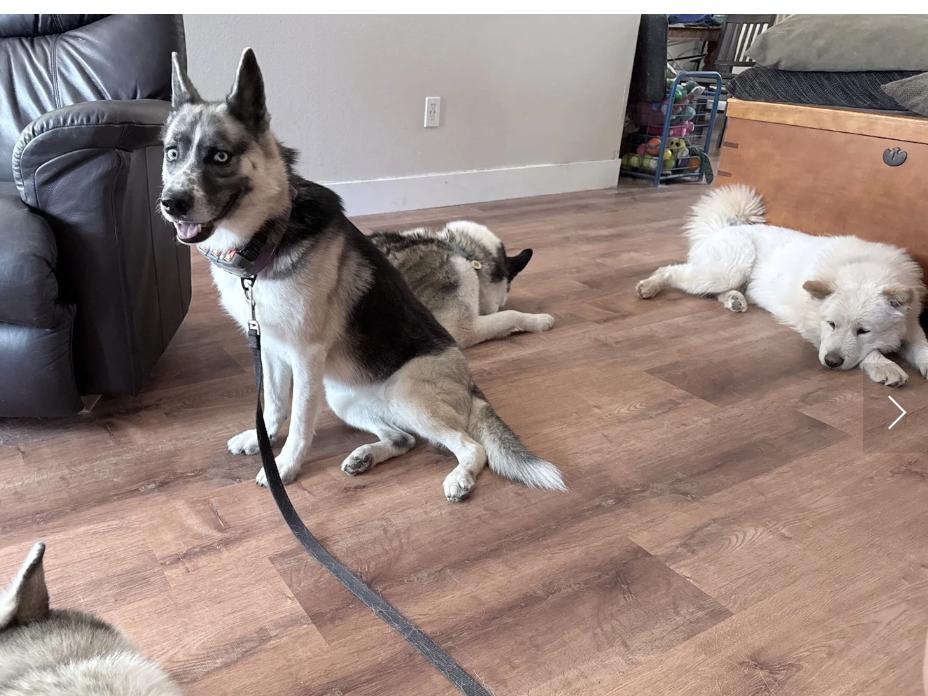 Enlarge Frankie, a Adoptable mixed breed in Davis, CA image 3/5
