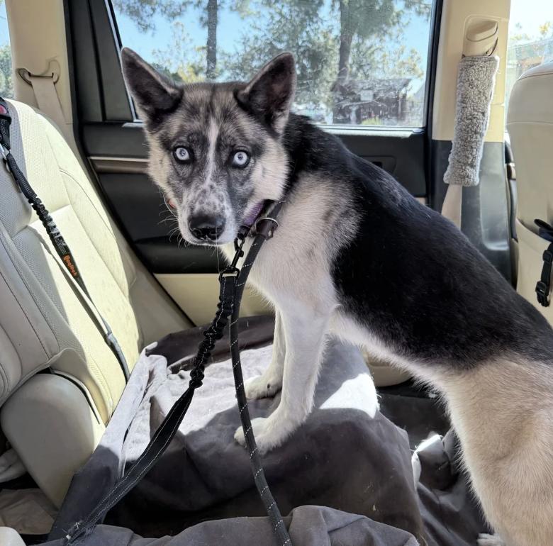 Enlarge Frankie, a Adoptable mixed breed in Davis, CA image 1/5